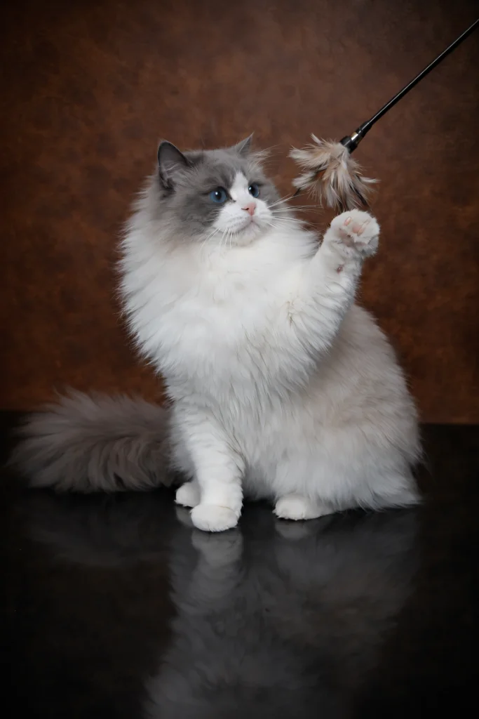 BleuRoi Ragdoll Cattery - Елитни котки рагдол